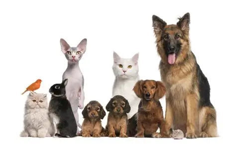 mascotas