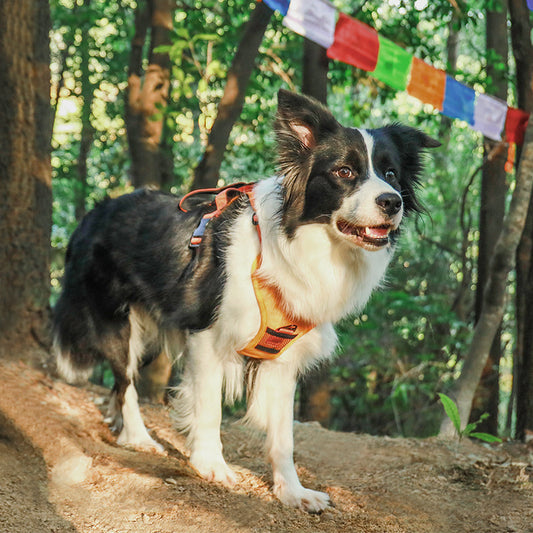 Arnés retráctil tipo chaleco para perros